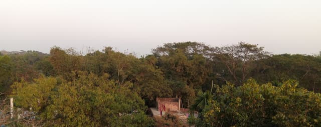 সরাইলে বাড়ির গাছে গাছে আমের মুকুল ছড়াচ্ছে