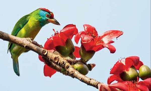 ঋতুরাজ বসন্তে প্রকৃতিকে রাঙিয়ে তুলেছে শিমুল ফুল