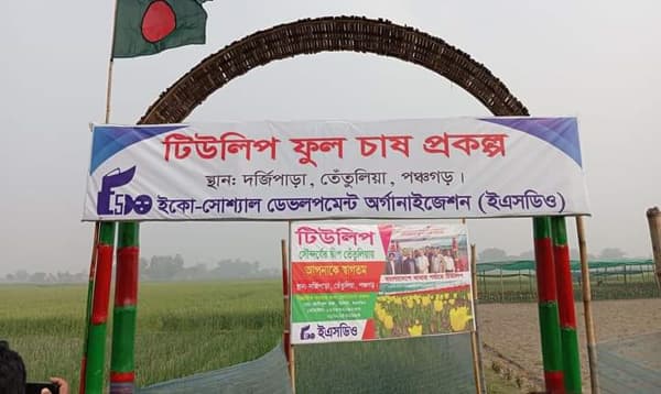 বাহারী রঙের টিউলিপের শহর দর্জিপাড়া