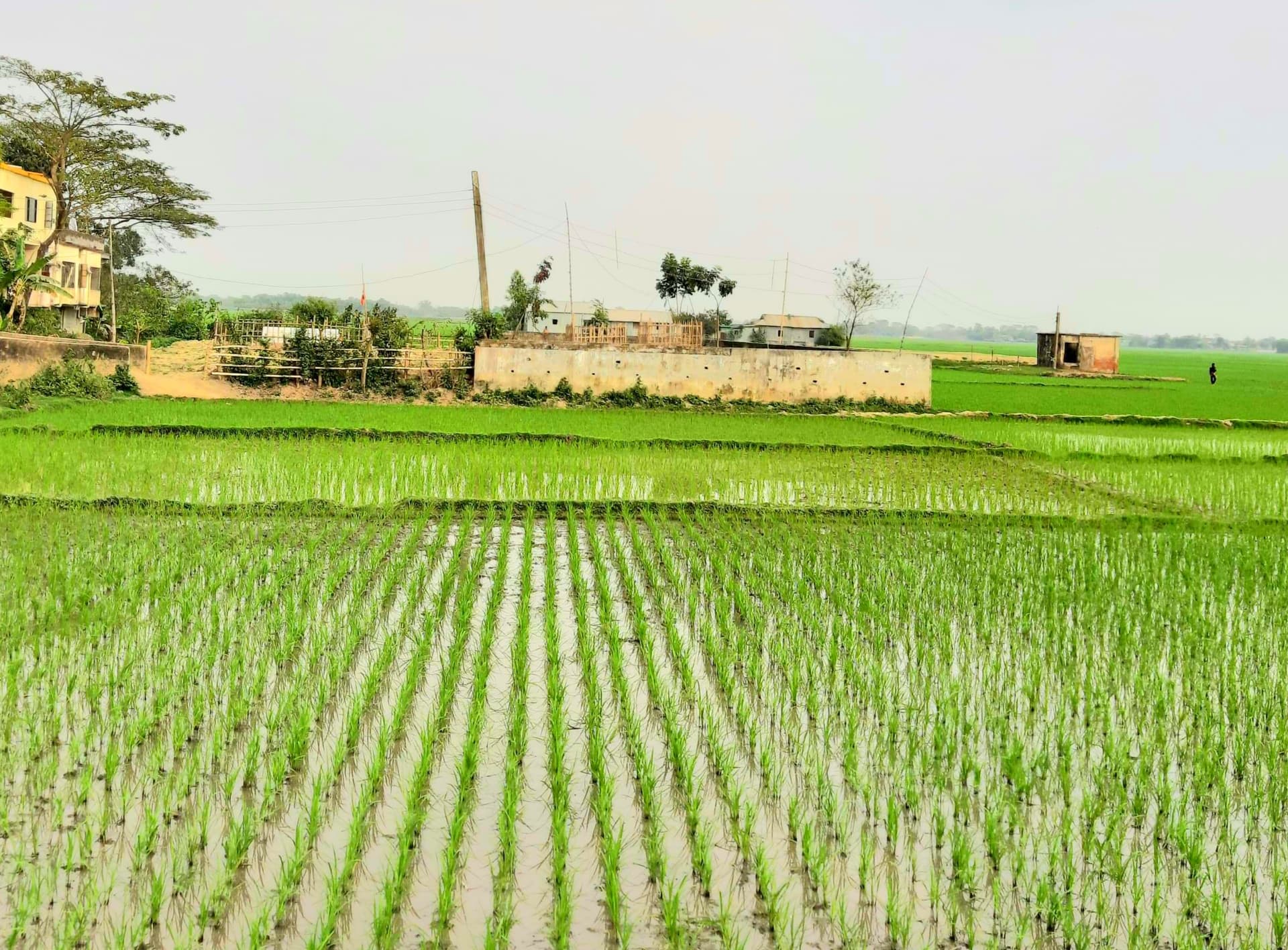 সরাইলে বাঁশের খুঁটিতে বিদ্যুৎলাইন!