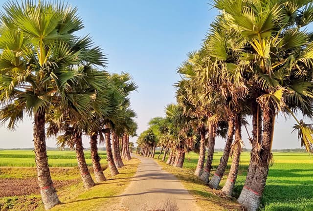 সৌন্দর্যের মুগ্ধতায় তালসারি সড়ক