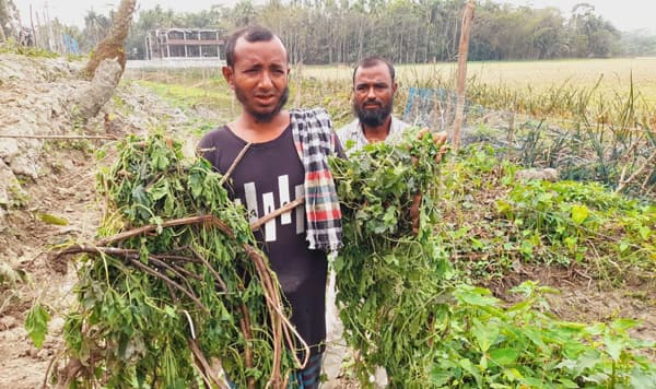 ঝালকাঠিতে সবজি গাছের সাথে এ কেমন শত্রুতা?