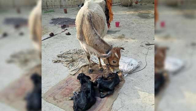 ভূরুঙ্গামারীতে দেশী গাভীর জমজ বাছুর প্রসব