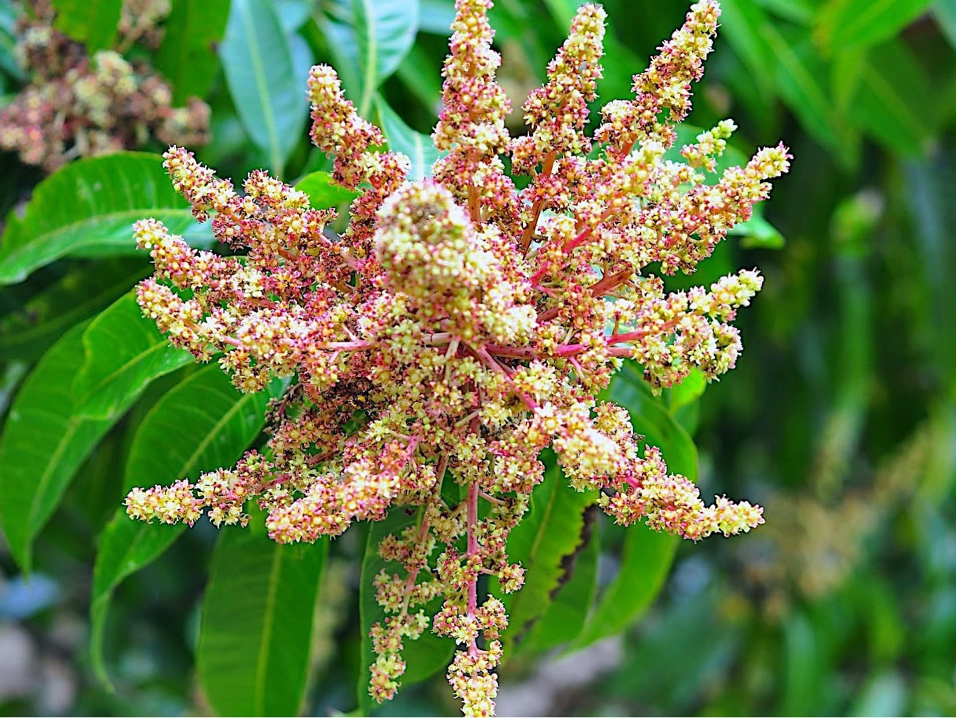 আমের মুকুলের মৌ মৌ গন্ধে মুখরিত চারপাশ