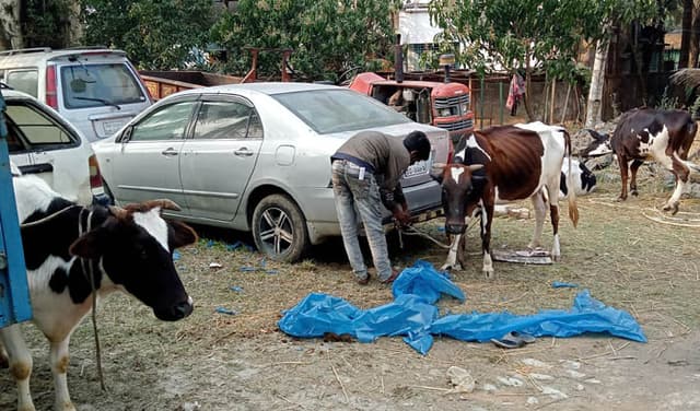 পাঁচবিবিতে চোরাই গরুর নিলাম