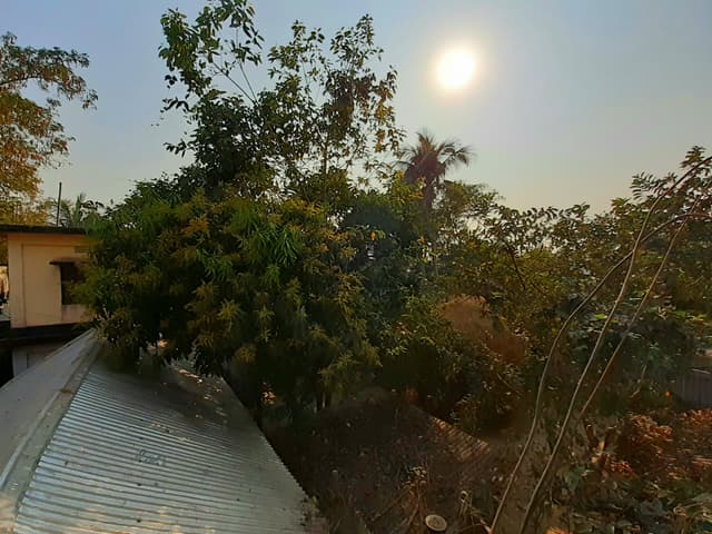 কোকিলের কুহুসুরে' আম গাছে সৌরভ ছড়াচ্ছে আমের মুকুল