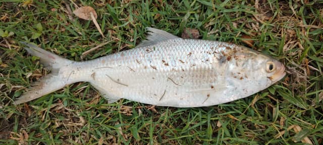 কোম্পানীগঞ্জে পুকুরে ধরা পড়ল রুপালী ইলিশ