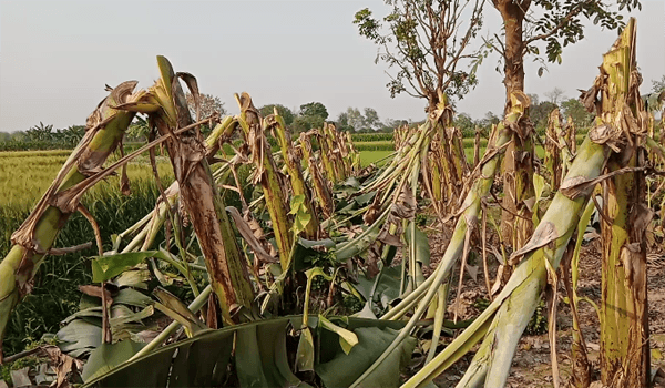 মেহেরপুরে ১৭ বিঘা জমির কলা গাছ কেটে শত্রুতা উদ্ধার