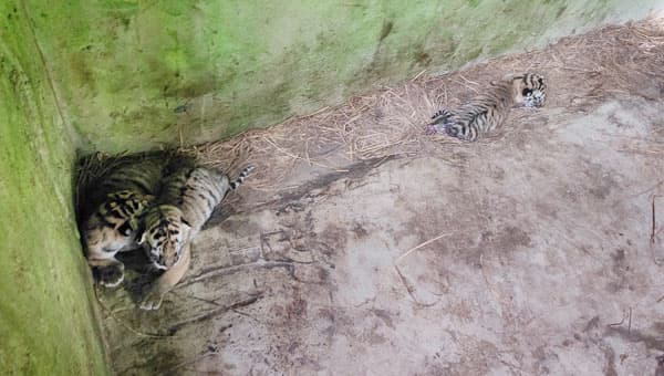৩ শাবকের জন্ম দিল জো বাইডেন-জয়া দম্পতি