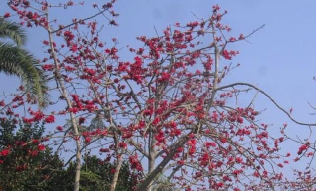 ঝিনাইদহে চোখ ধাঁধানো সৌন্দর্য শিমুল ফুল