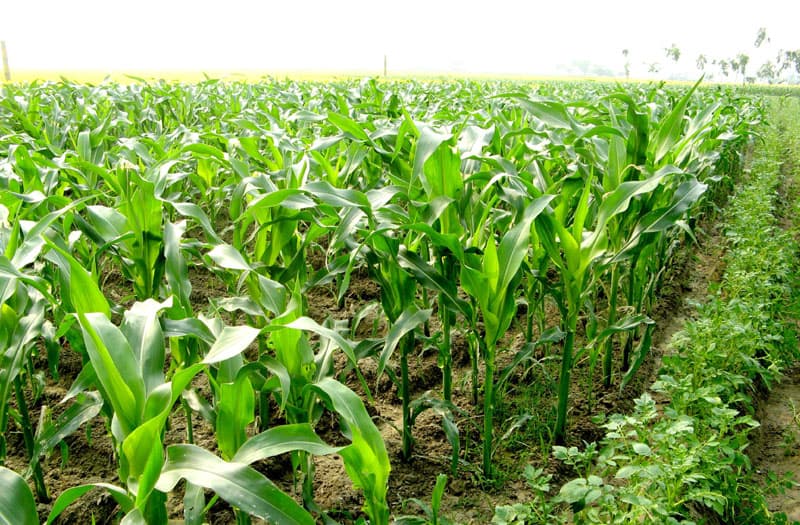 ধানের রাজ্যে লক্ষ্যমাত্রার চেয়ে অধিক জমিতে ভুট্টার আবাদ