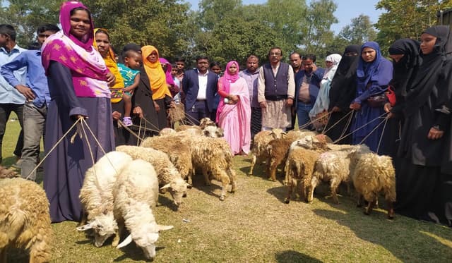 ভূরুঙ্গামারীতে প্রাণিসম্পদ দপ্তরের উদ্যোগে ভেড়া বিতরণ