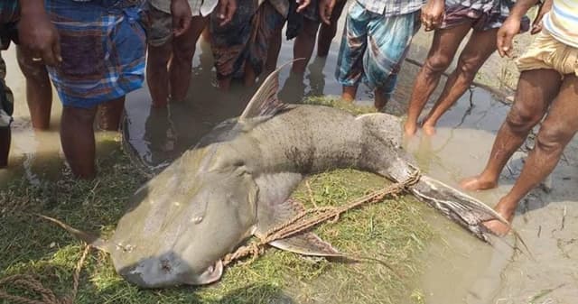 ক্রেতার অভাবে ব্রহ্মপুত্র নদে বাধা লাখ টাকার বাঘা আইড়