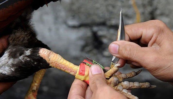 পালিত মোরগের ছুরিকাঘাতে মালিকের মৃত্যু