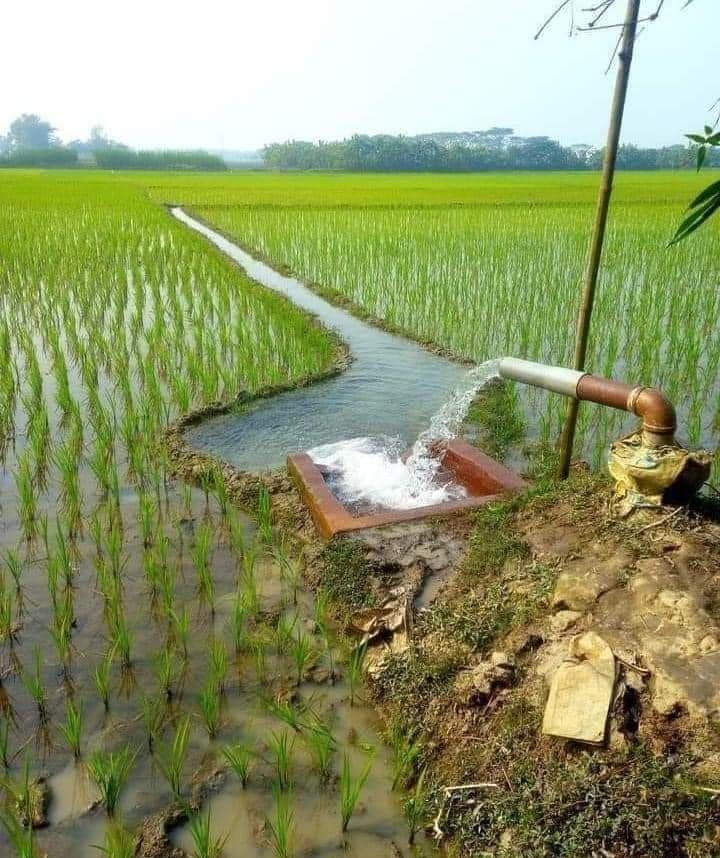 আত্রাইয়ে সেচে অতিরিক্ত অর্থ আদায়: বিপাকে ক্ষুদ্র ও প্রান্তিক কৃষক