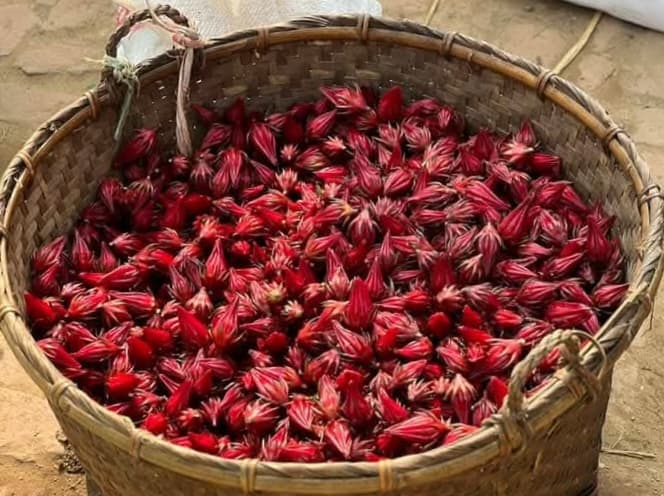 চা থেকে রান্না, নানা কাজে ব্যবহৃত হচ্ছে পার্বত্য চট্টগ্রামের অদ্ভুত ফল