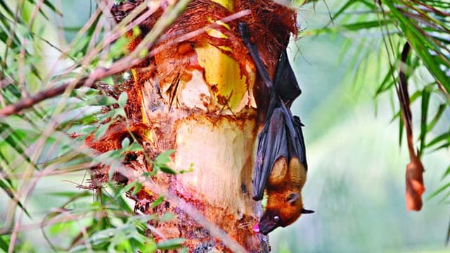 নিপাহ ভাইরাসে আক্রান্ত হয়ে নওগাঁয় দুই জনের মৃত্যু