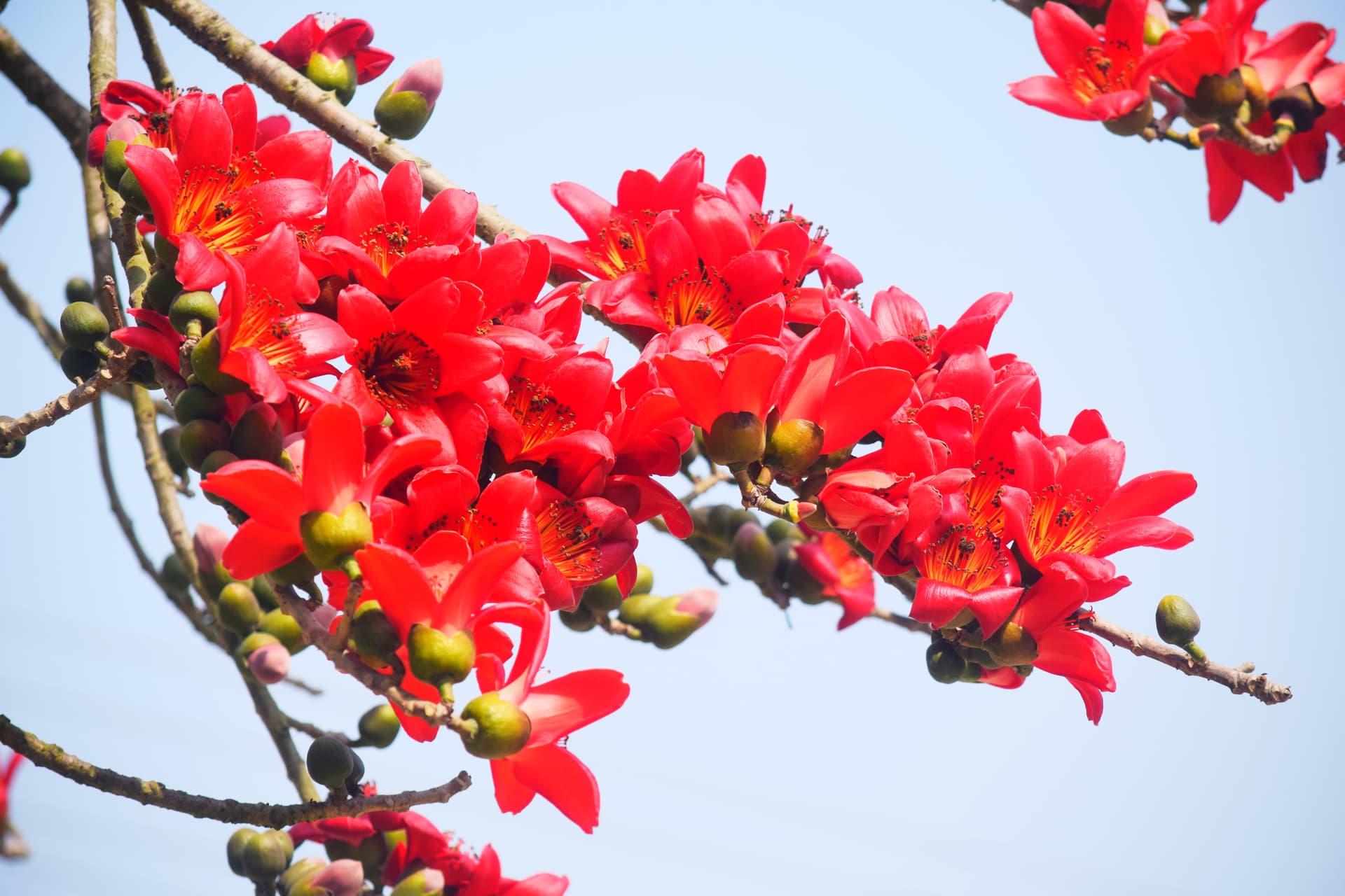 বসন্তরাজ শিমুল ফুলে সেজেছে প্রকৃতি