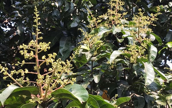 ঋতুরাজ বসন্তে প্রকৃতিতে আম্র মুকুল ঘ্রাণ ছড়াচ্ছে নিজস্ব মহিমায়