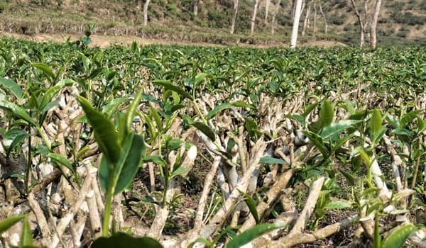 শ্রীমঙ্গলে বৃষ্টির পর সজিবতা ফিরে পাচ্ছে প্রুনিং করা চা গাছ