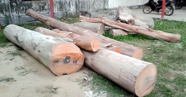 পাঁচবিবিতে সরকারি গাছ কাটলেন ইউপি সদস্য,জব্দ করলেন এসিল্যান্ড
