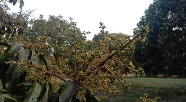 আমের নতুন রাজধানীতে গাছে গাছে মুকুলের সমারোহ