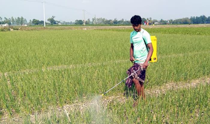 রসুন চাষে ভাগ্যবদলের স্বপ্ন কৃষকের