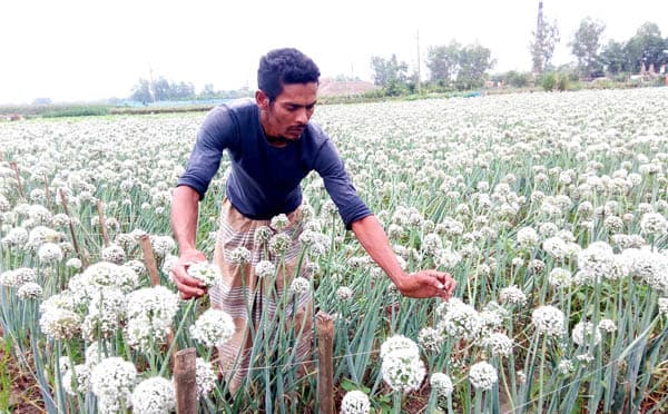 আত্রাইয়ে পেঁয়াজ বীজ চাষে কৃষকদের ‘কালো সোনা’ জয়