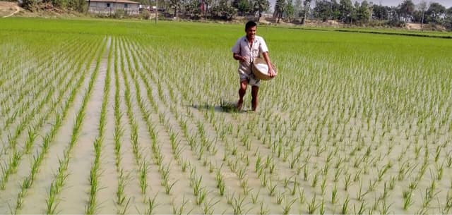 ইরি-বোরো ধান পরিচর্যায় ব্যস্ত আত্রাইয়ের কৃষক