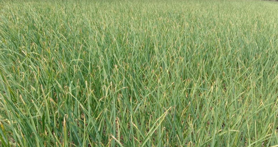 রসুনের বাম্পার ফলনের সম্ভাবনা, দাম নিয়ে হতাশা
