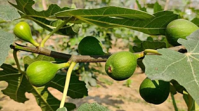 উত্তরবঙ্গে বাণিজ্যিক ভাবে ত্বীন ফলের চাষ