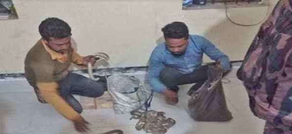 ৪৬টি বিষধর সাপ সহ ২ জন আটক