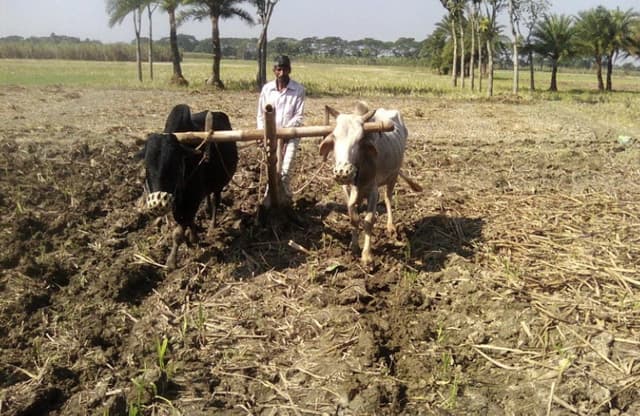 কৃষিক্ষেত্রে আজও ফুরায়নি গরুর লাঙ্গলের ব্যবহার
