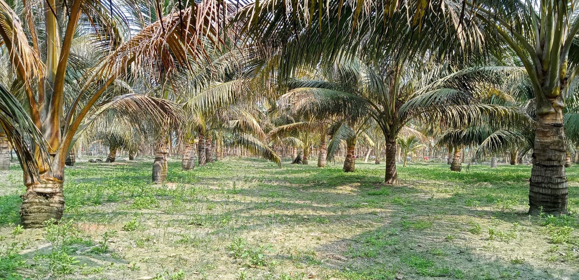 পাঁচবিবিতে কৃষকের সাথে প্রতারনার অভিযোগ
