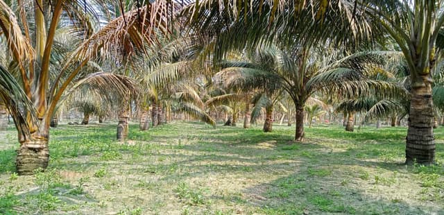 পাঁচবিবিতে কৃষকের সাথে প্রতারনার অভিযোগ