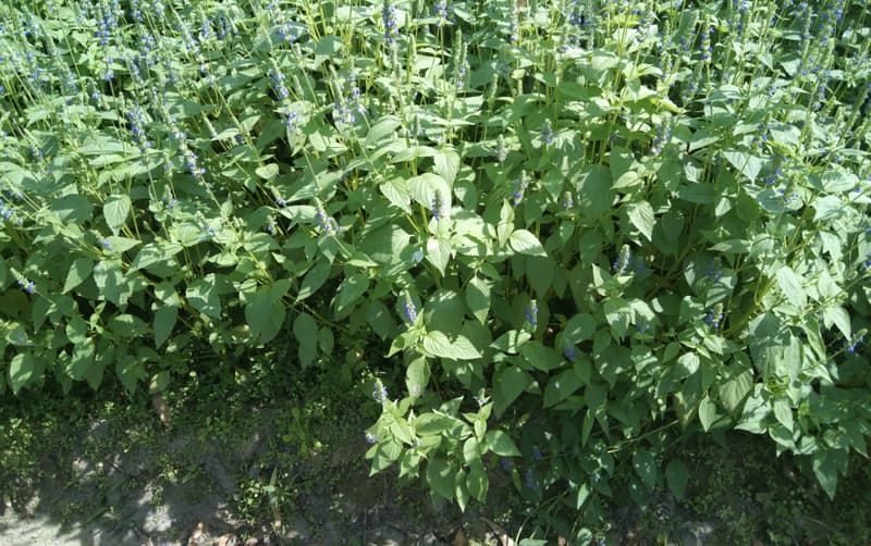 লালমনিরহাটে পুষ্টিগুণ সম্পন্ন সুপারফুড চিয়া বীজ চাষে আগ্রহ বাড়ছে কৃষকদের