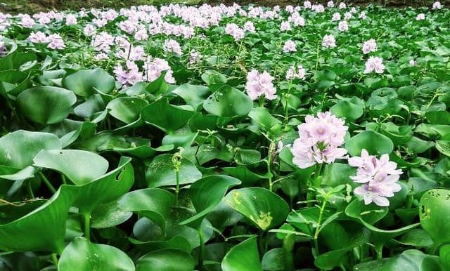 এবার বিদেশে রফতানি হচ্ছে কচুরিপানা