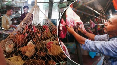 গরু ৮০০, ছুটছে মুরগিও