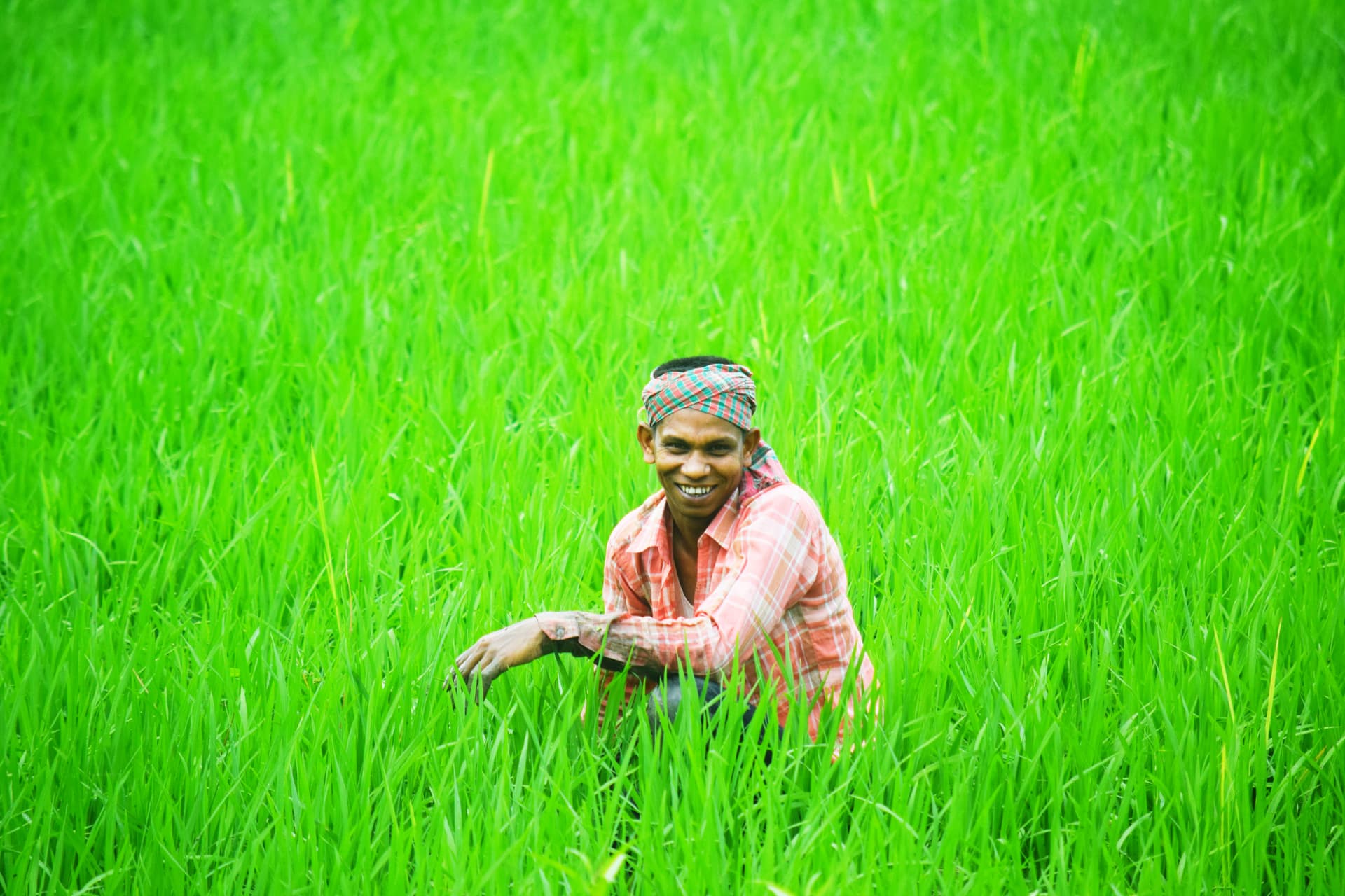 সবুজ ধানের পাতায় দুলছে কৃষকের স্বপ্ন