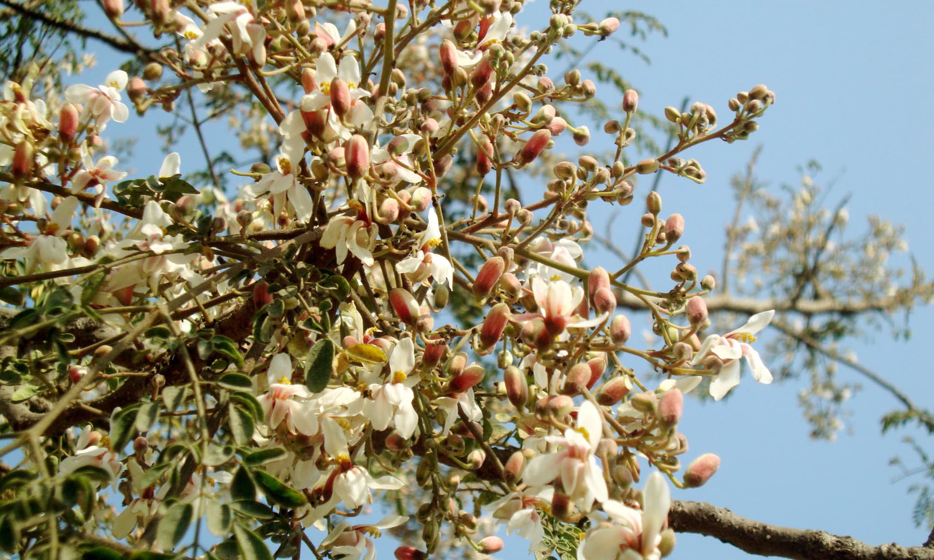 সজিনার সাদা ফুলে প্রকৃতি সেজেছে আপন মহিমায়