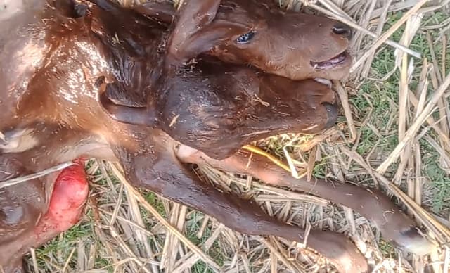 কলাপাড়ায় ৭ পা ও ২ মুখ নিয়ে গরুর বাছুরের জন্ম
