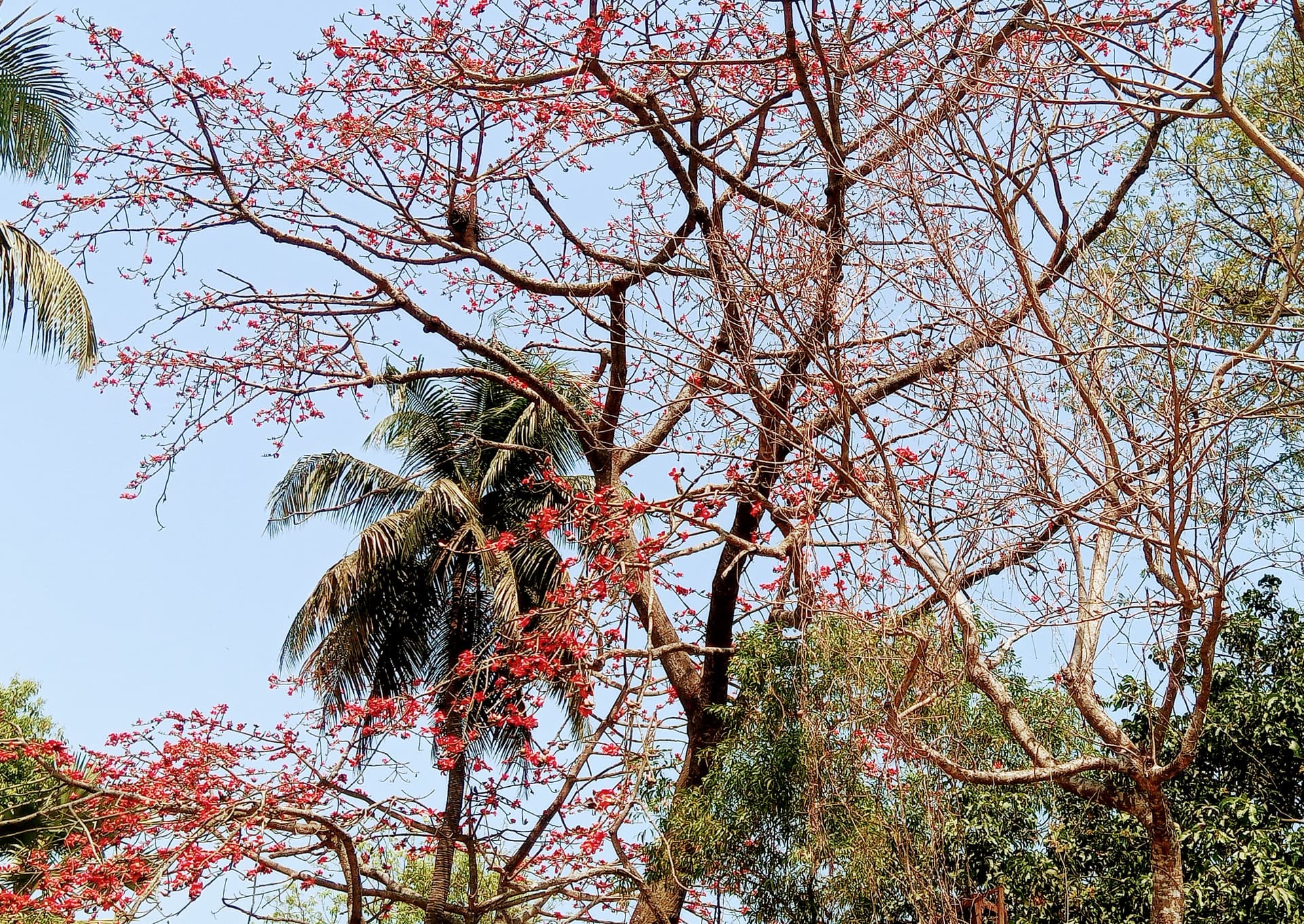 সরাইলে লাল রঙের  আকাশে শিমুল গাছের ফুল