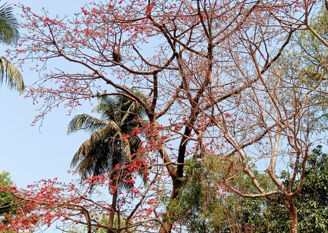 সরাইলে লাল রঙের  আকাশে শিমুল গাছের ফুল
