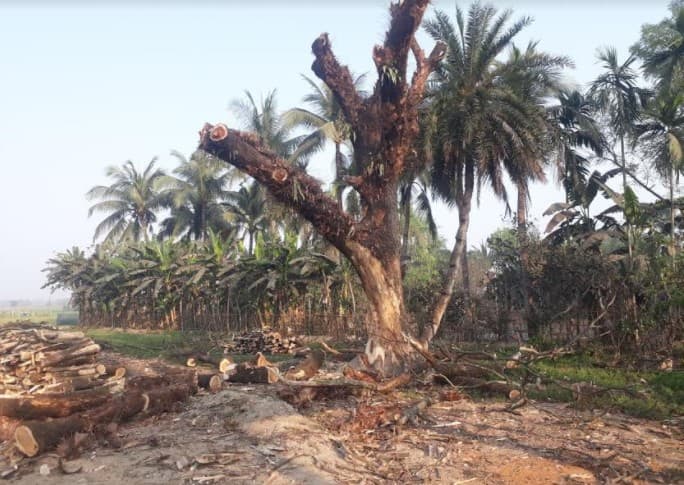কালিগঞ্জে শতবর্ষী সরকারী গাছ কেটে বিক্রি