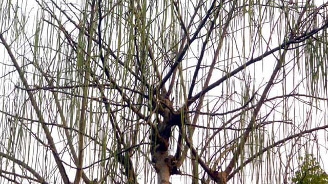 'সজিনার চাষ'  গৃহস্থের ভাগ্যের পরিবর্তন এনেছে !