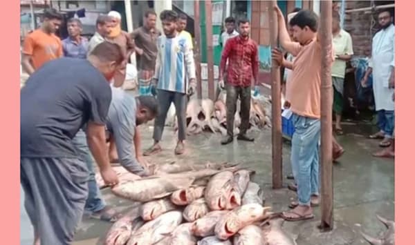 বঙ্গোপসাগরে জেলের জালে ধরা পড়েছে ২০ লাখ টাকার লাক্ষা মাছ