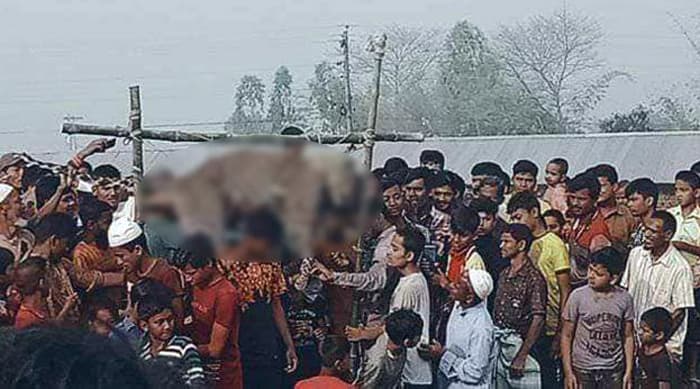 নীলফামারীতে বিদ্যুৎস্পৃষ্টে চিতা বাঘের মৃত্যু