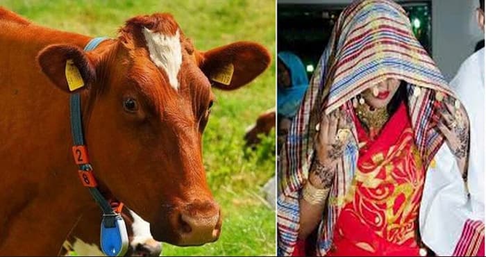 ৩০০ গরু ও ২০০ ষাঁড় পণ দিয়ে তরুণীকে বিয়ের প্রস্তাব!