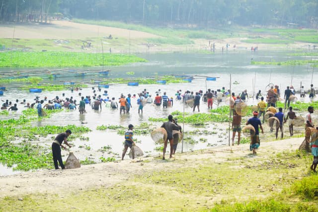 উল্লাপাড়ায় পলো উৎসবে মেতেছে মাছ শিকারীরা