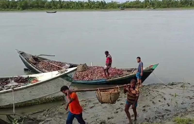 মহিপুরে ১৫০ মন অবৈধ হাঙ্গর ও ২০ পিচ শাপলাপাতা মাছ জব্দ